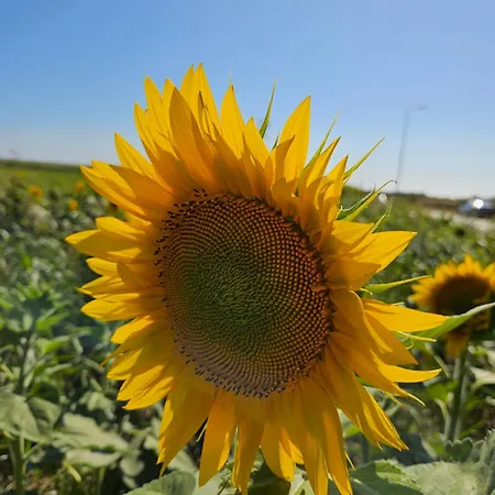 Ana Carmen Appartement *